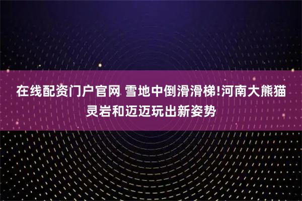 在线配资门户官网 雪地中倒滑滑梯!河南大熊猫灵岩和迈迈玩出新姿势